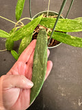 Hoya SR 2007-13 hanging basket