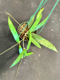 Hoya SR 2007-13 hanging basket