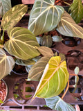 Philodendron Gloriosum