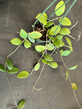 Hoya Ovalifolia hanging basket