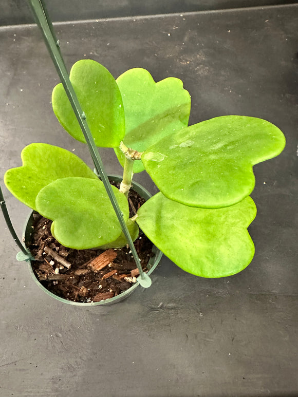 Hoya Kerrii in a hanging basket