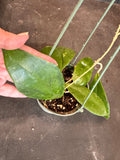 Hoya Juannguoana in hanging basket