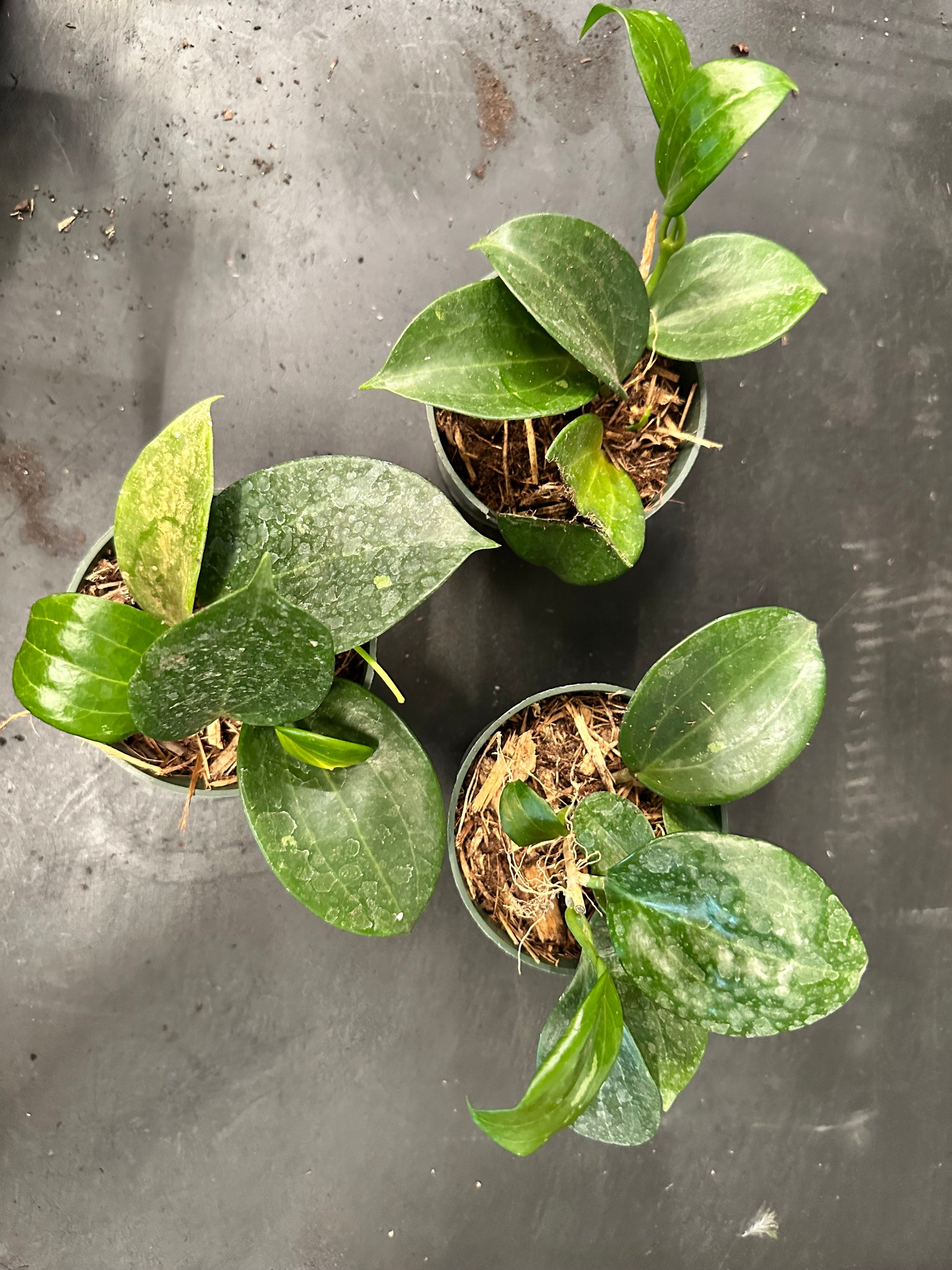 B24D49EA-0111-438C-8227-