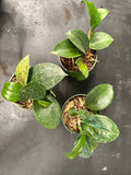 Hoya Merrillii