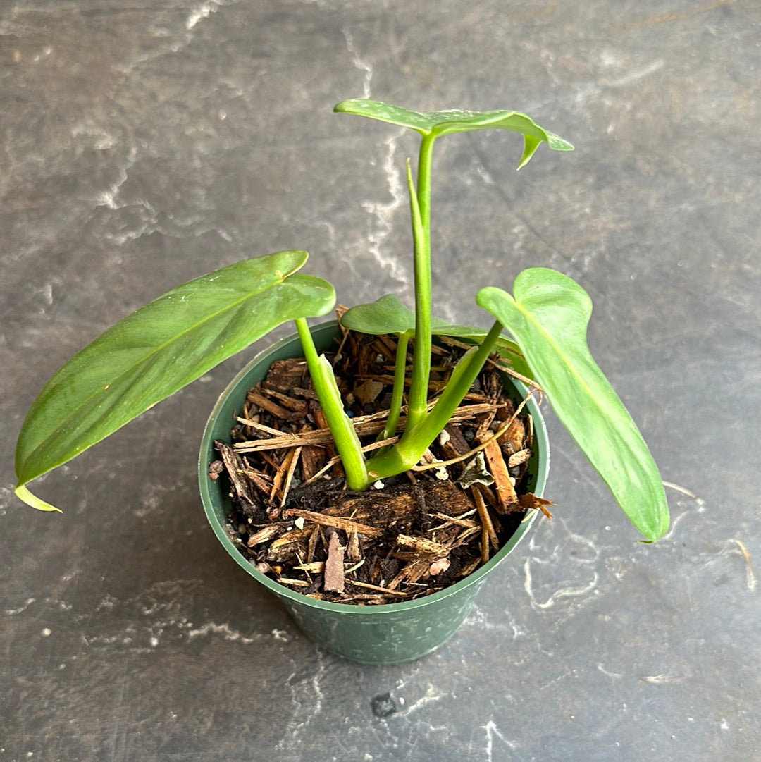 Philodendron Bipennifolium aka Horsehead, Panduriforme or Panda   Christine's Tropical & Exotic Plants