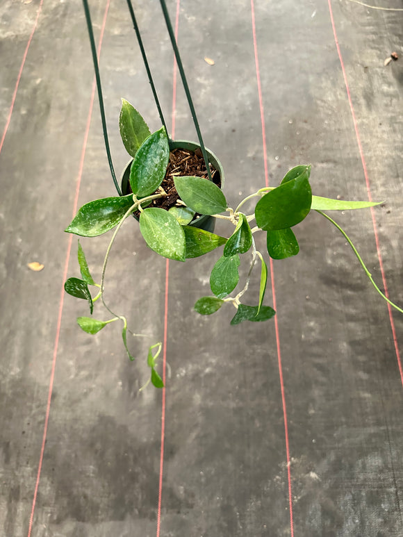 Hoya Pottsii Kuranda (hanging basket)