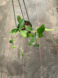 Hoya Pottsii Kuranda (hanging basket)