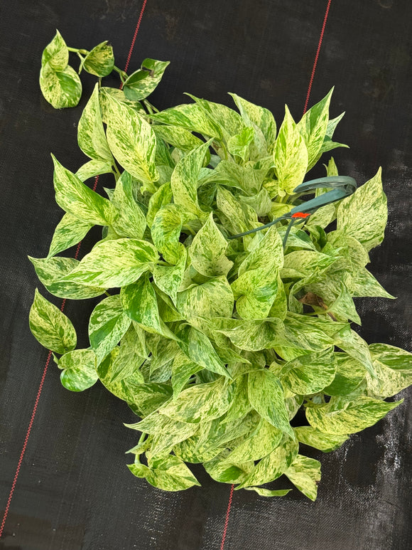 Snow Queen Pothos in 8” hanging basket