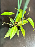 Hoya Archboldiana (hanging basket)