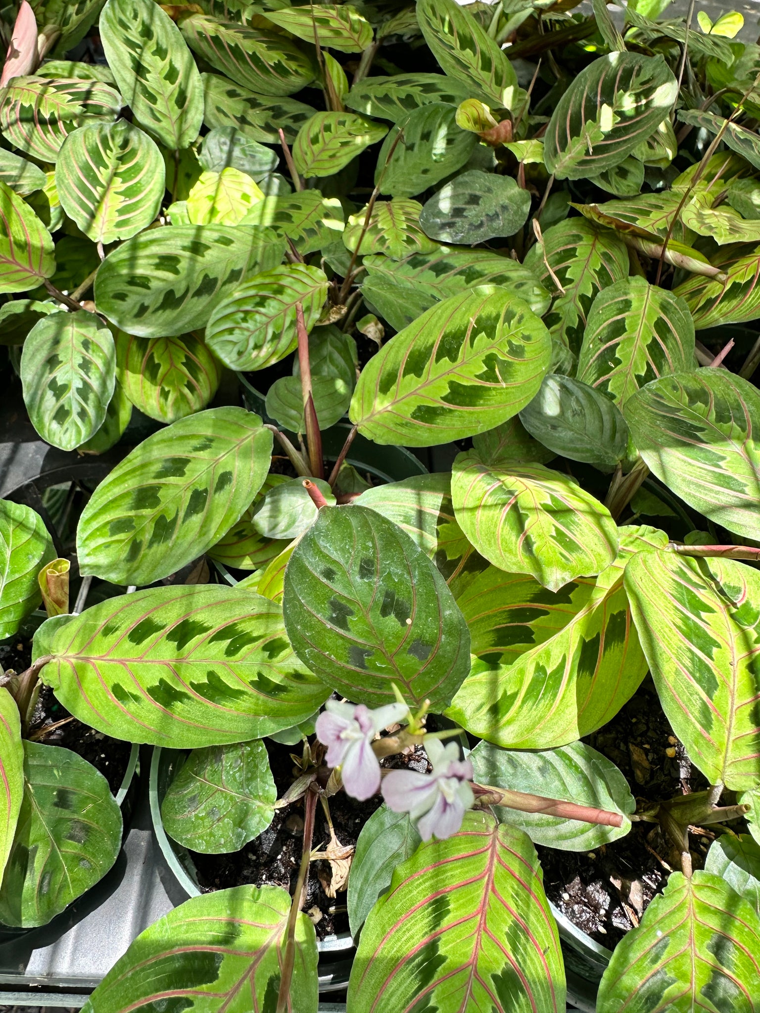 prayer plant in nature Red Maranta aka Red Prayer Plant – Christine's Tropical & Exotic Plants