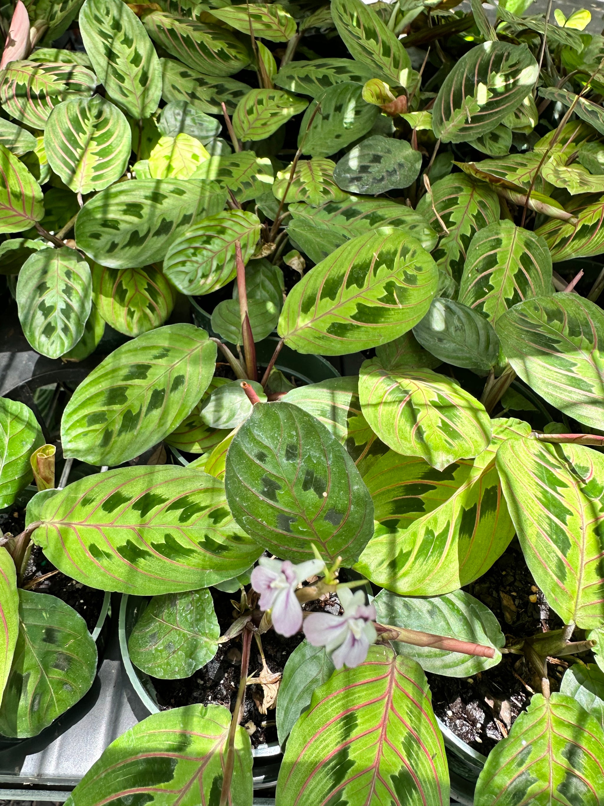 red prayer plant maranta Red Maranta aka Red Prayer Plant – Christine's Tropical & Exotic Plants
