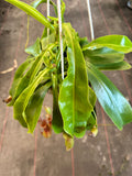 Nepenthes Alata aka Carnivorous Pitcher Plant in a 6” hanging basket