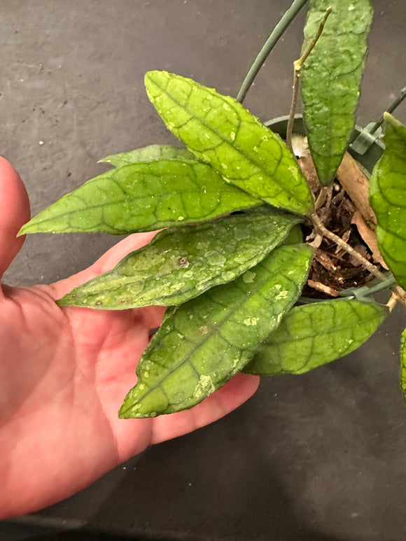 Hoya EPC 317 (Hanging Basket)