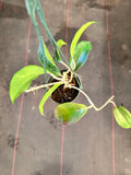 Hoya Tjadasmalangensis (Hanging Basket)