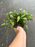 Schlumbergera Truncata aka Thanksgiving Cactus 6"