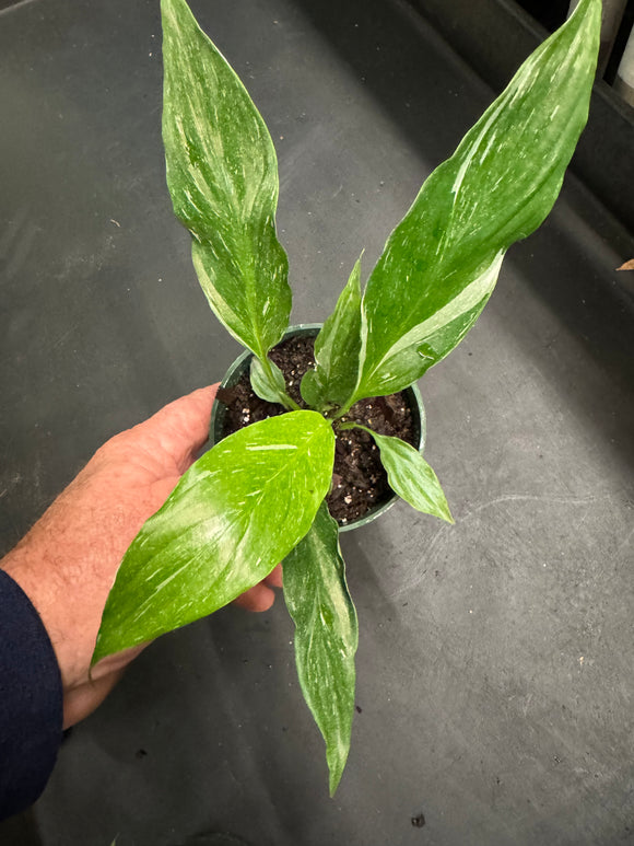 Spathiphyllum Jet Diamond aka Variegated Peace Lily