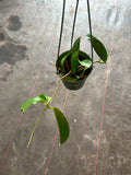 Hoya ‘White Dragon’ pubicorolla hanging basket