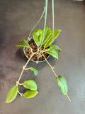 Crassicaulis in hanging basket