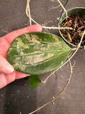 Hoya Michele (Hanging Basket)