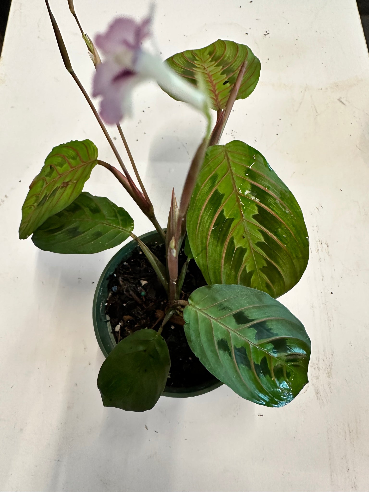 do red prayer plants flower Red Maranta aka Red Prayer Plant – Christine's Tropical & Exotic Plants