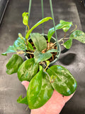 Hoya Surigaoensis (hanging basket)