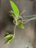 Hoya EPC 145 so. Spoon Leaf (Hanging Basket)