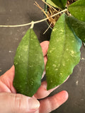 Hoya EPC 207 (hanging basket)