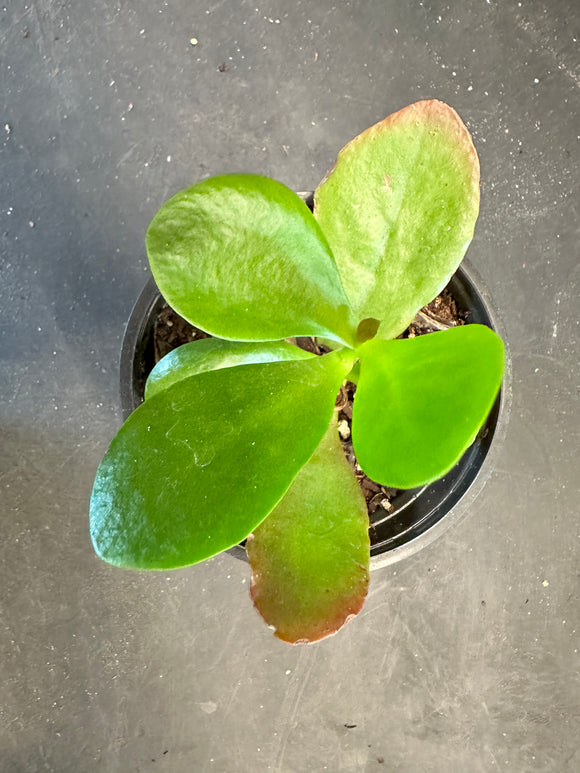 Kalanchoe Thrysiflora aka Hot Lips, Flapjack