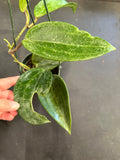 Hoya Clandestina (hanging basket)