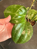 Hoya Sarawak (Hanging Basket)