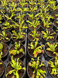 Dionaea Muscipula aka Common Venus Fly Trap