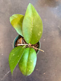 Hoya Vitellina (formerly fuscomarginata)