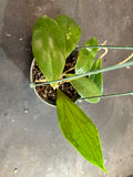 Hoya Juannguoana in hanging basket