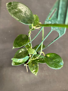 Hoya Diversifolia 4” hanging basket
