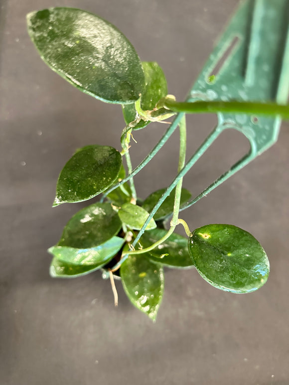 Hoya Diversifolia 4” hanging basket