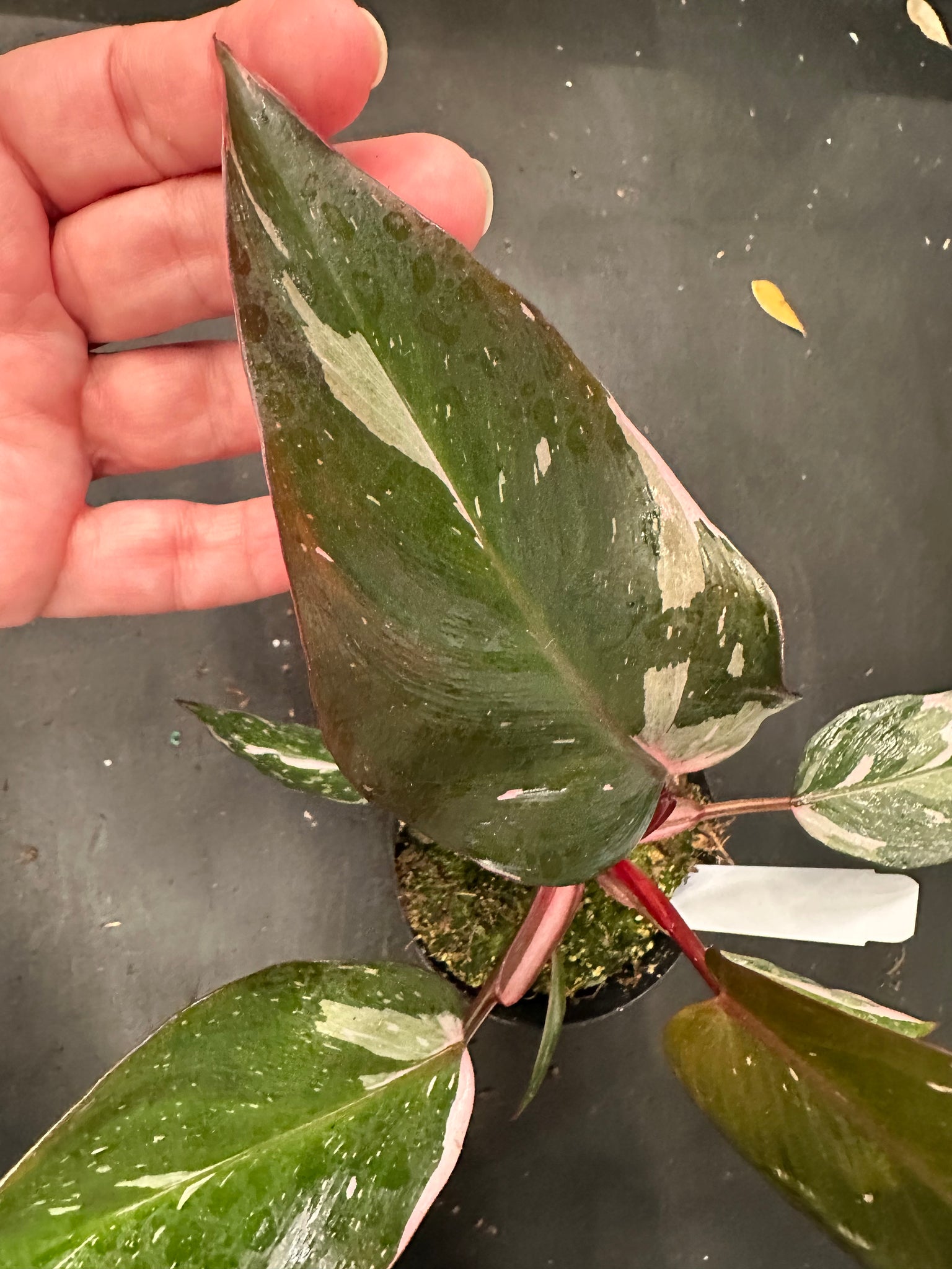 white and pink philodendron Philodendron Pink Princess – Christine's Tropical & Exotic Plants