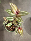 Tradescantia Silver Stripe