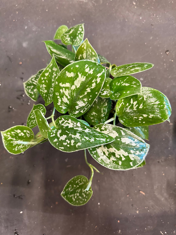 silvery ann philodendron Scindapsus 'Silvery Ann', – Christine's Tropical & Exotic Plants