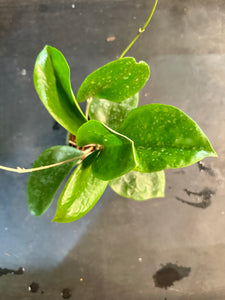 Hoya Surigaoensis