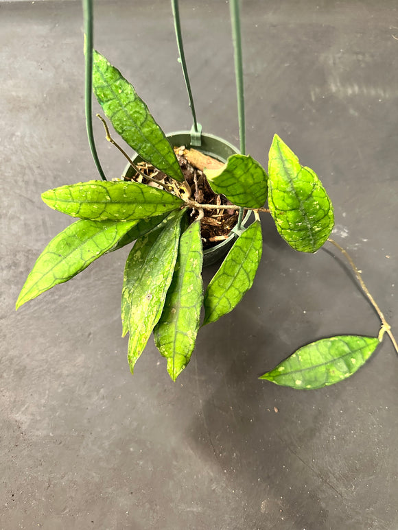 Hoya EPC 317 (Hanging Basket)