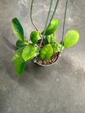 Hoya Forbesii aff. sp. UT 012 (EPC 700) in a Hanging Basket