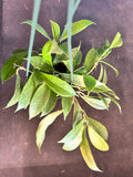 Hoya Obscura (hanging basket)