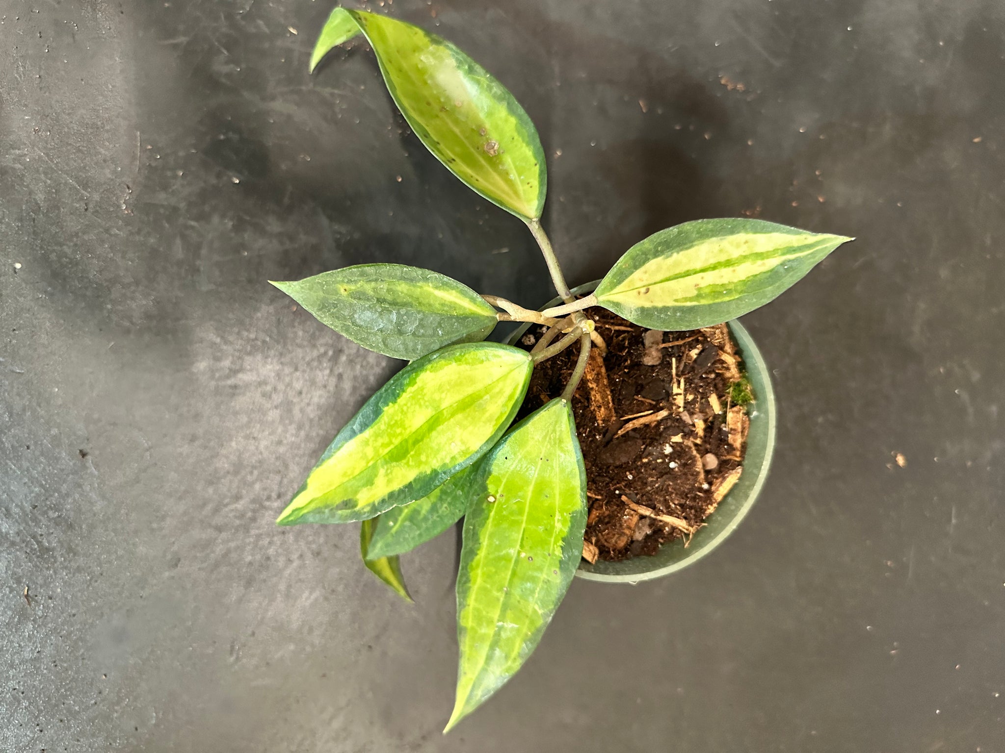 pot of gold plant care Hoya Latifolia 'Pot of Gold' AKA 'macrophylla pot of gold' – Christine's  Tropical & Exotic Plants