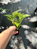 Marble Queen Pothos (Epipremnum Aureum 'Marble Queen')