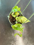 Hoya RHM 022 “Swiffers Tail” hanging basket