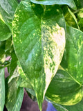 Golden Pothos (Epipremnum Aureum "Golden") aka Hawaiin Pothos in 8" hanging basket