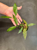 Hoya ‘Seanie’ Archboldiana x Onychoides