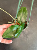 Hoya Dasyantha in a hanging basket