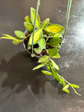 Hoya Burtoniae variegated