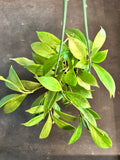 Hoya Obscura (hanging basket)